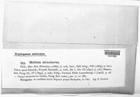 Mollisia polygoni image